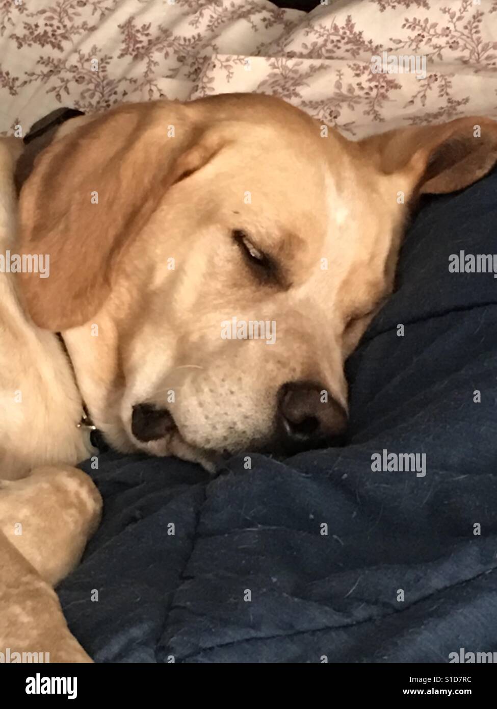 Cane biondo beige immagini e fotografie stock ad alta risoluzione - Alamy