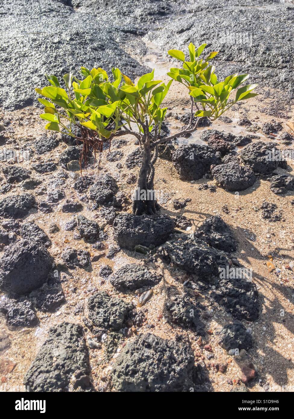 Lone piccolo albero di mangrovie. Vicino a Darwin nel Territorio Settentrionale dell'Australia. Foto Stock