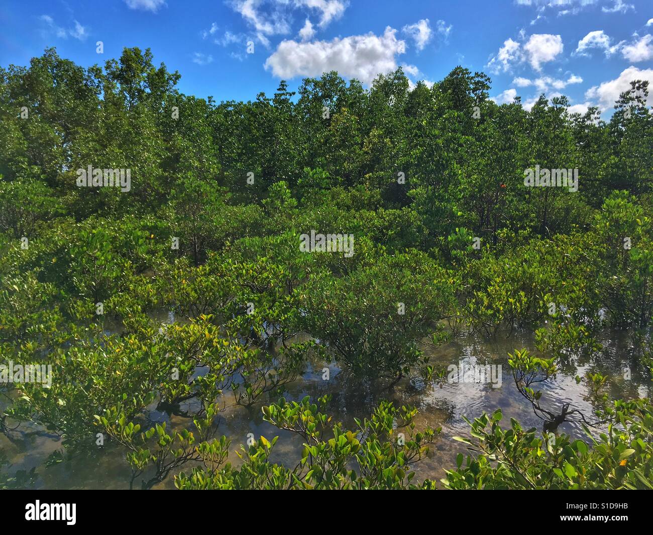 Mangrove vicino a Darwin nel Territorio Settentrionale dell'Australia. Australian mangrovie sono affetti da riscaldamento globale. Foto Stock