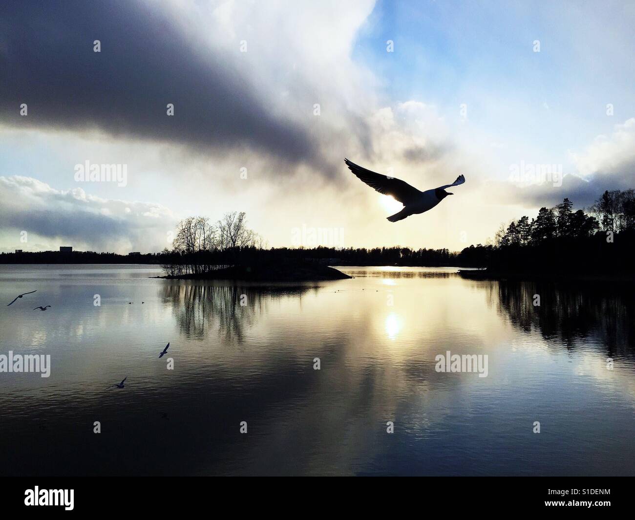 Un gabbiano volando sul mare Foto Stock