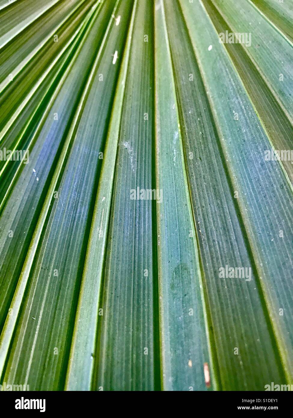 Di foglie di palma abstract Foto Stock