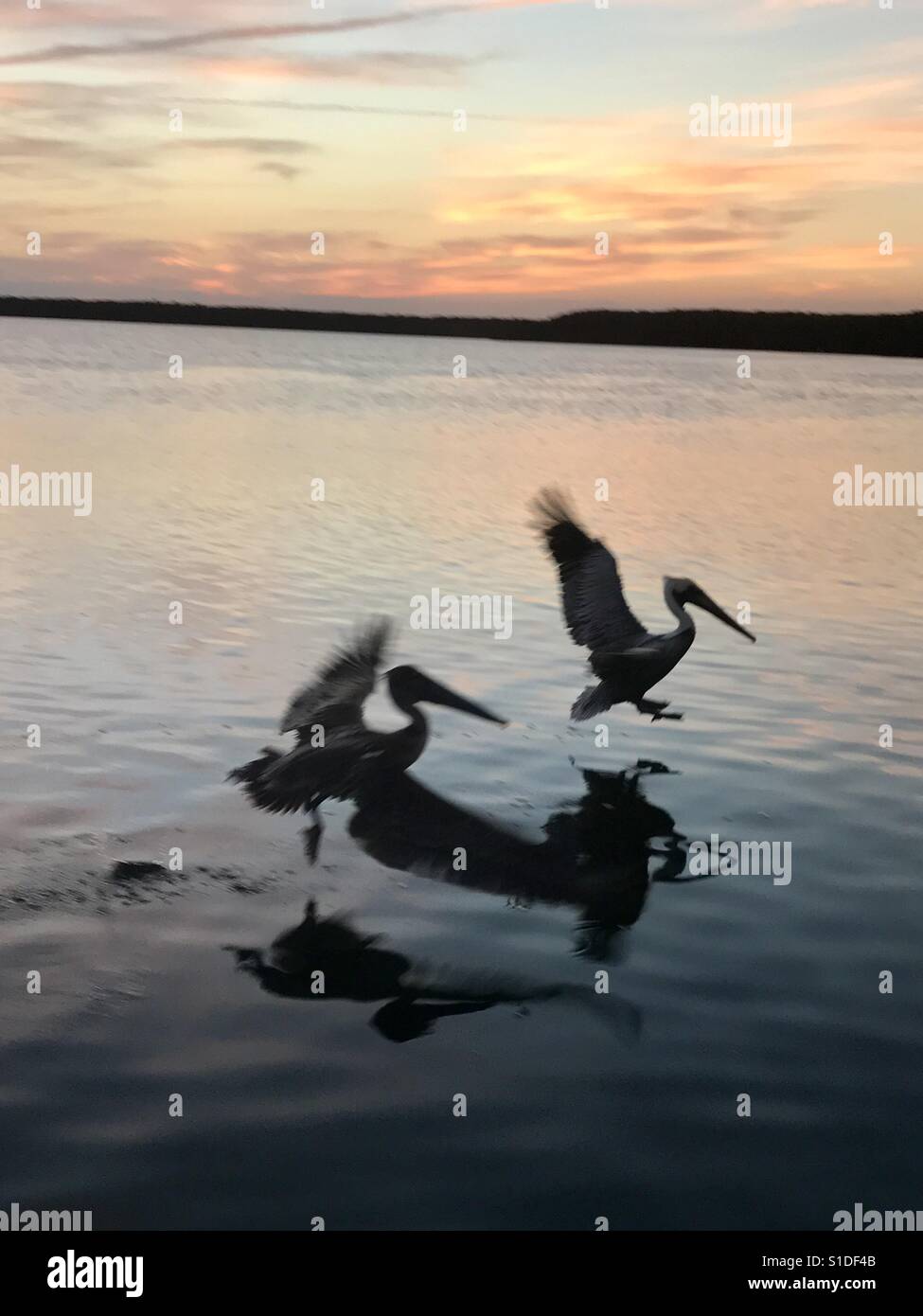 Pelican riflessioni sulla Baia di Biscayne al tramonto Foto Stock