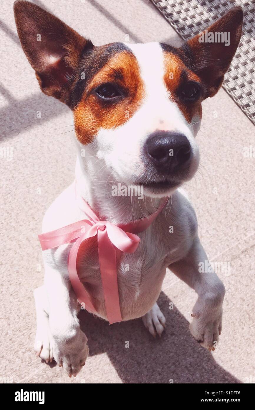 Jack Russell Terrier cane indossando un nastro rosa, in piedi sulle sue zampe posteriori in attesa per un trattamento all'aperto in una giornata di sole. Luce naturale. - Immagine stock catturata con smartphone