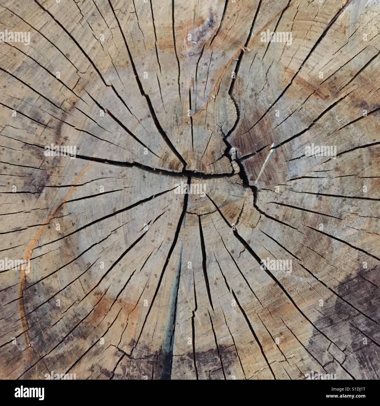 Taglio di legno secco e incrinato - Immagine stock catturata con smartphone