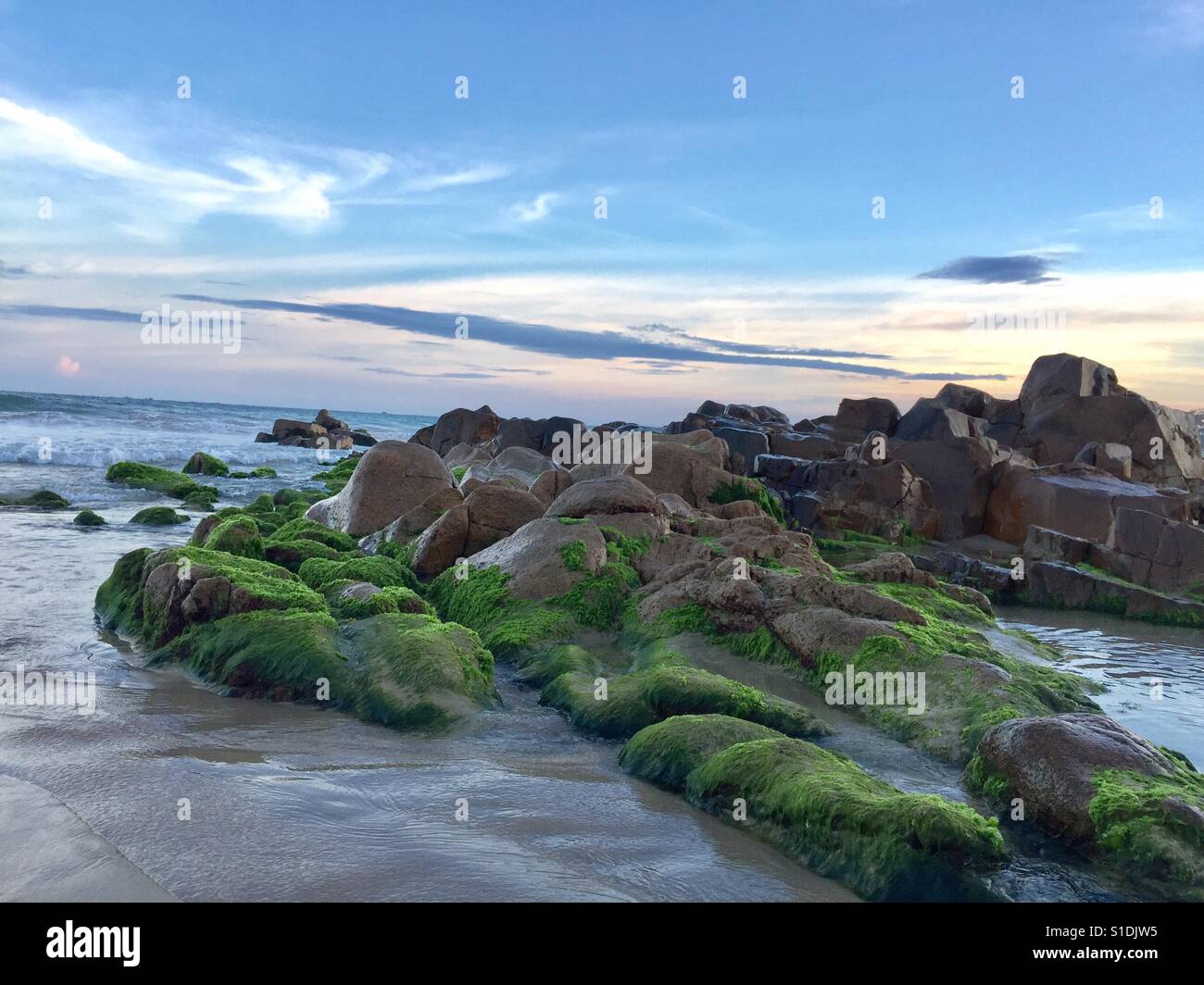 Le grandi rocce sono ricoperte da muschio verde in Co Thach beach - Vietnam Foto Stock