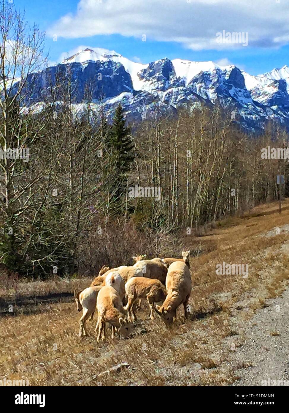 Piccolo allevamento di Big Horn le pecore di montagna Foto Stock