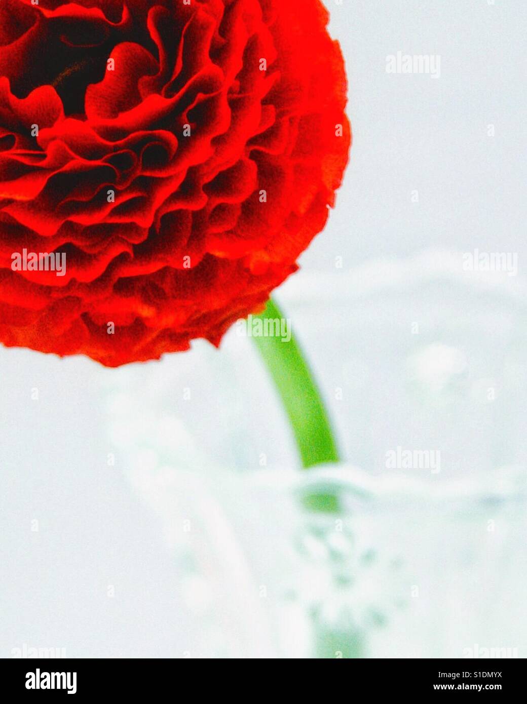 Red pom pom dahlia - Immagine stock catturata con smartphone