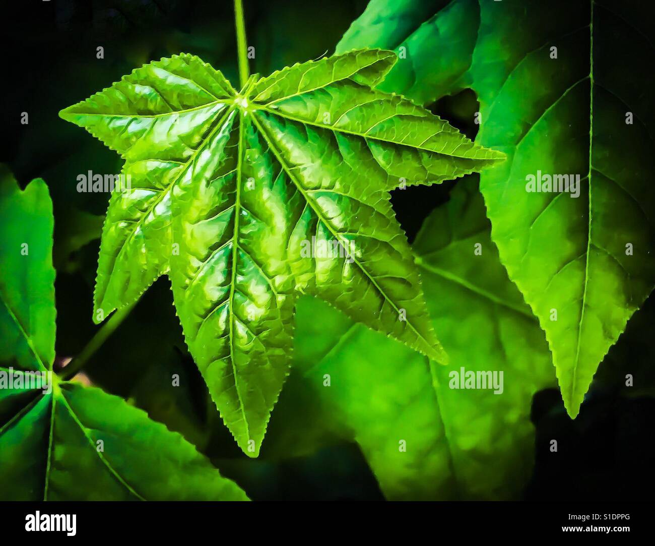 Foglia verde isolato nel buio della foresta misteriosa Foto Stock