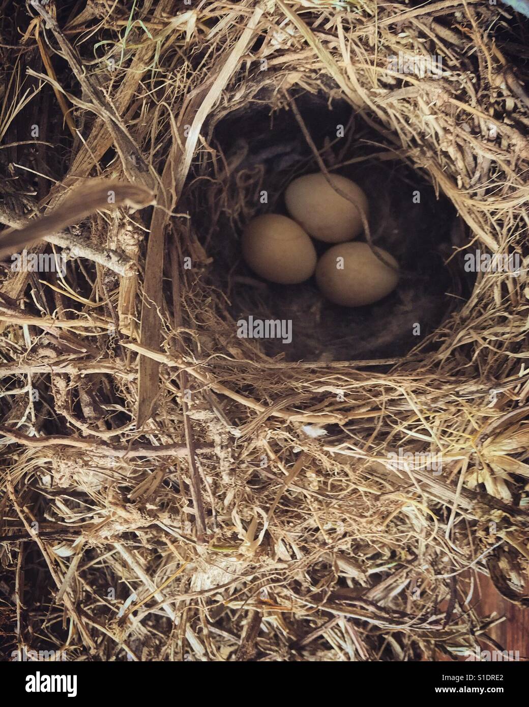 Uova di uccello in un nido. Foto Stock