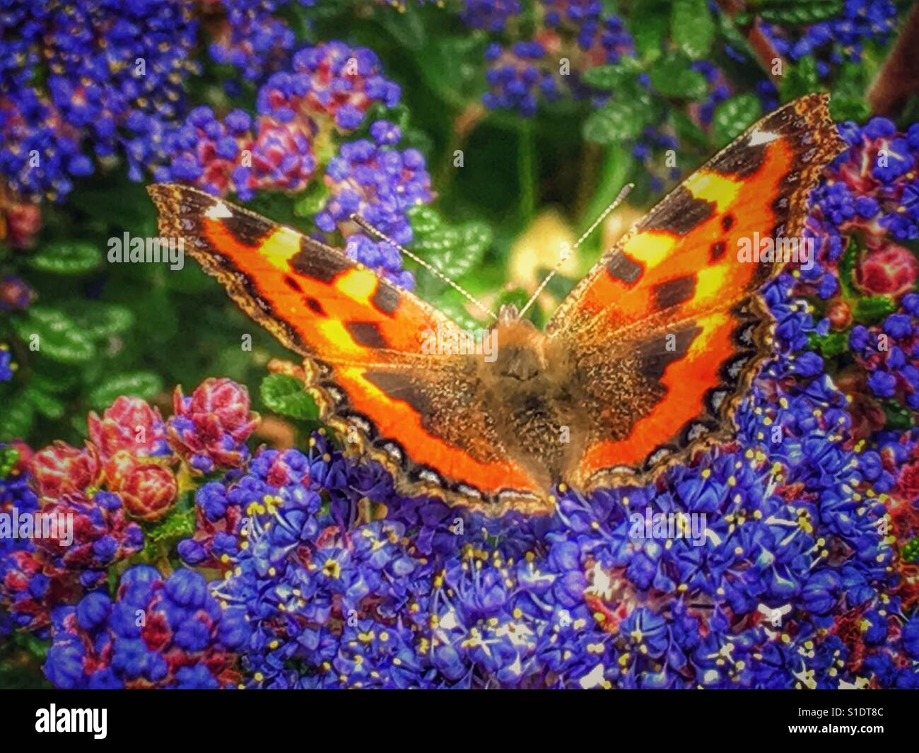 Piccola Tartaruga Butterfly, Aglais orticaria, sui fiori Ceanothus - Immagine stock catturata con smartphone