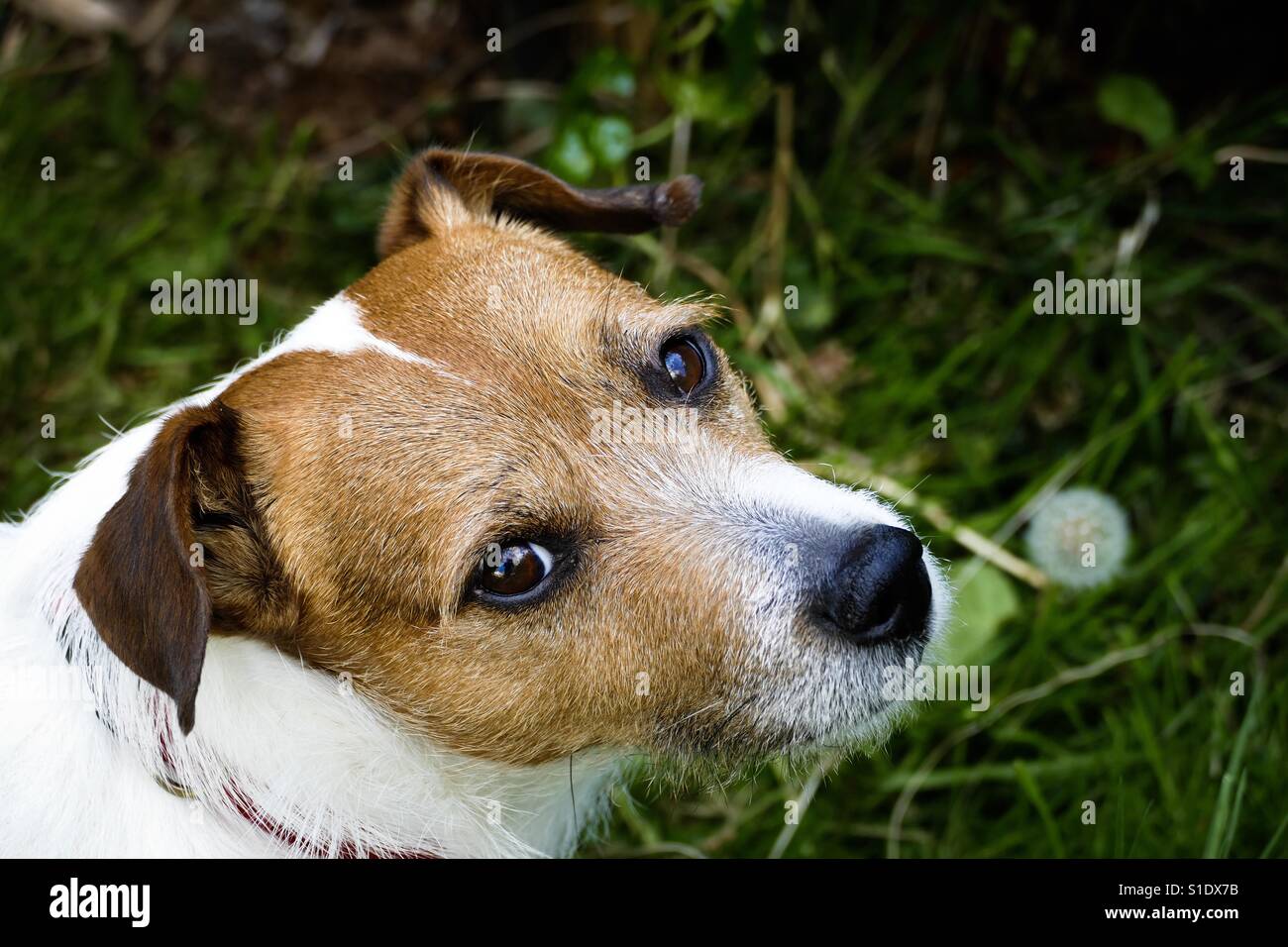 Jack Russell - Hobbs staring a destra alla telecamera mentre in erba lunga. Foto Stock