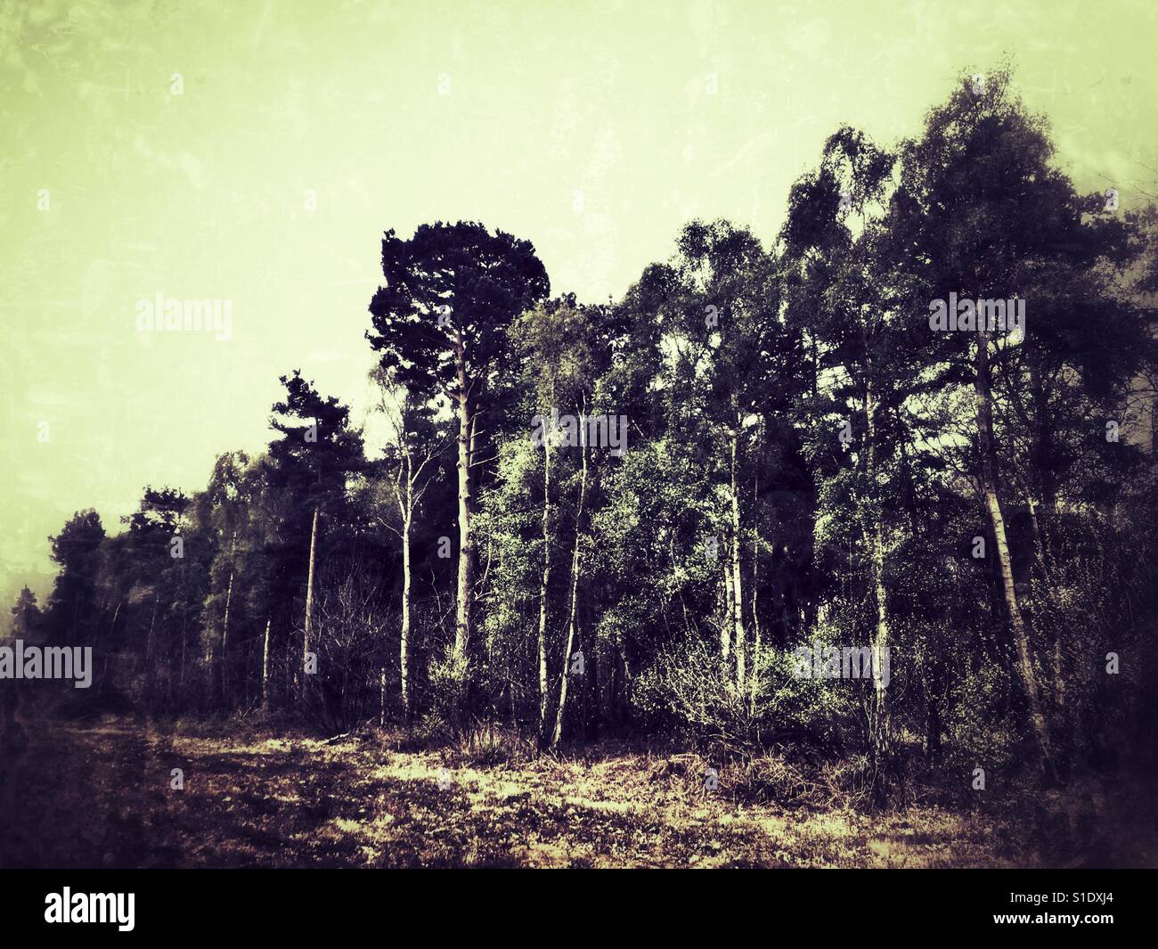 Woodland Sutton Suffolk in Inghilterra - Immagine stock catturata con smartphone