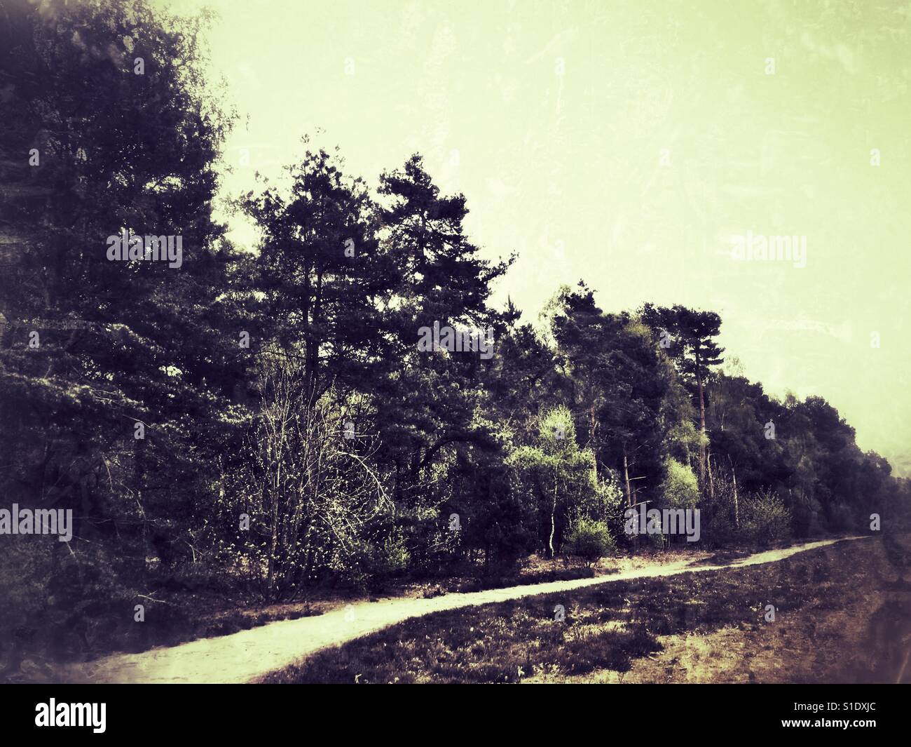 Sentiero del bosco - Immagine stock catturata con smartphone