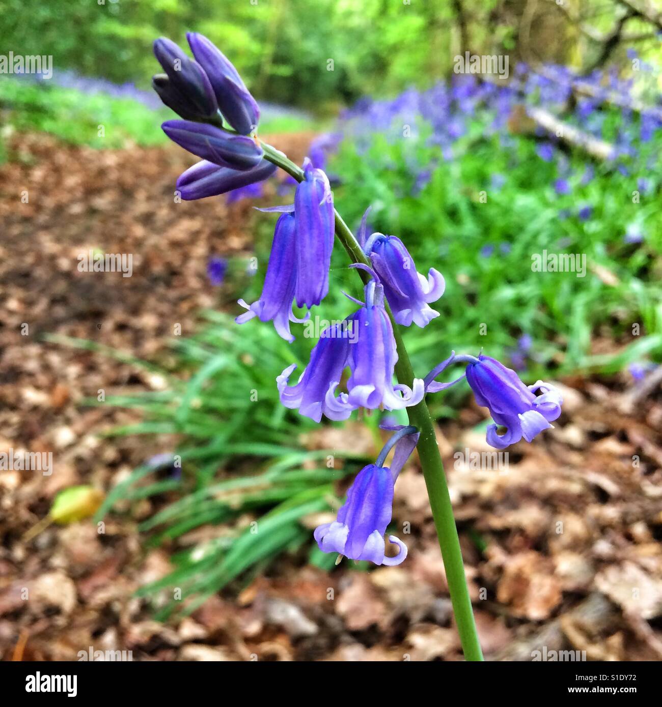 Bluebell fiori in antichi boschi, Hampshire, Inghilterra. - Immagine stock catturata con smartphone