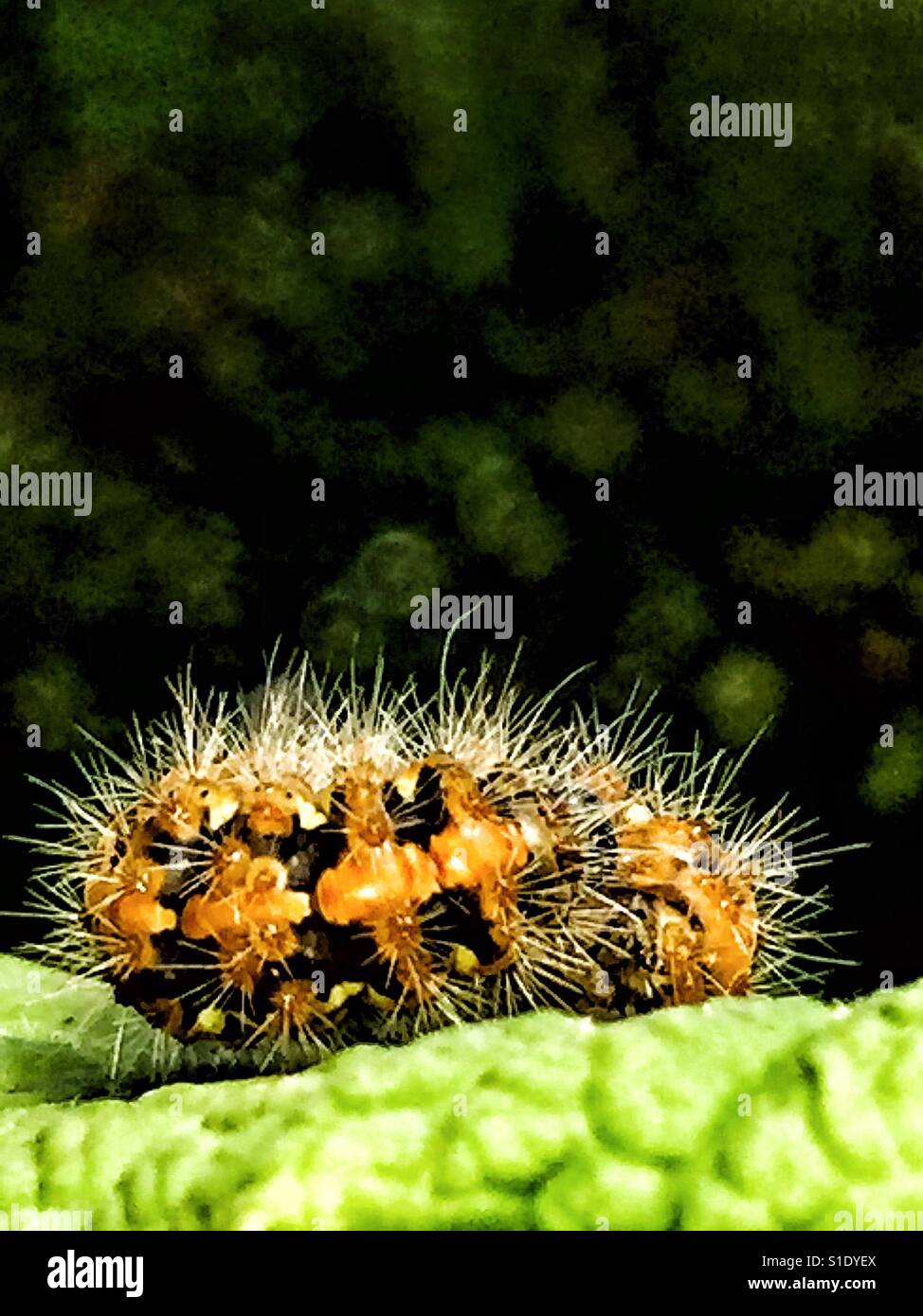 Caterpillar arricciato su una foglia. Foto Stock