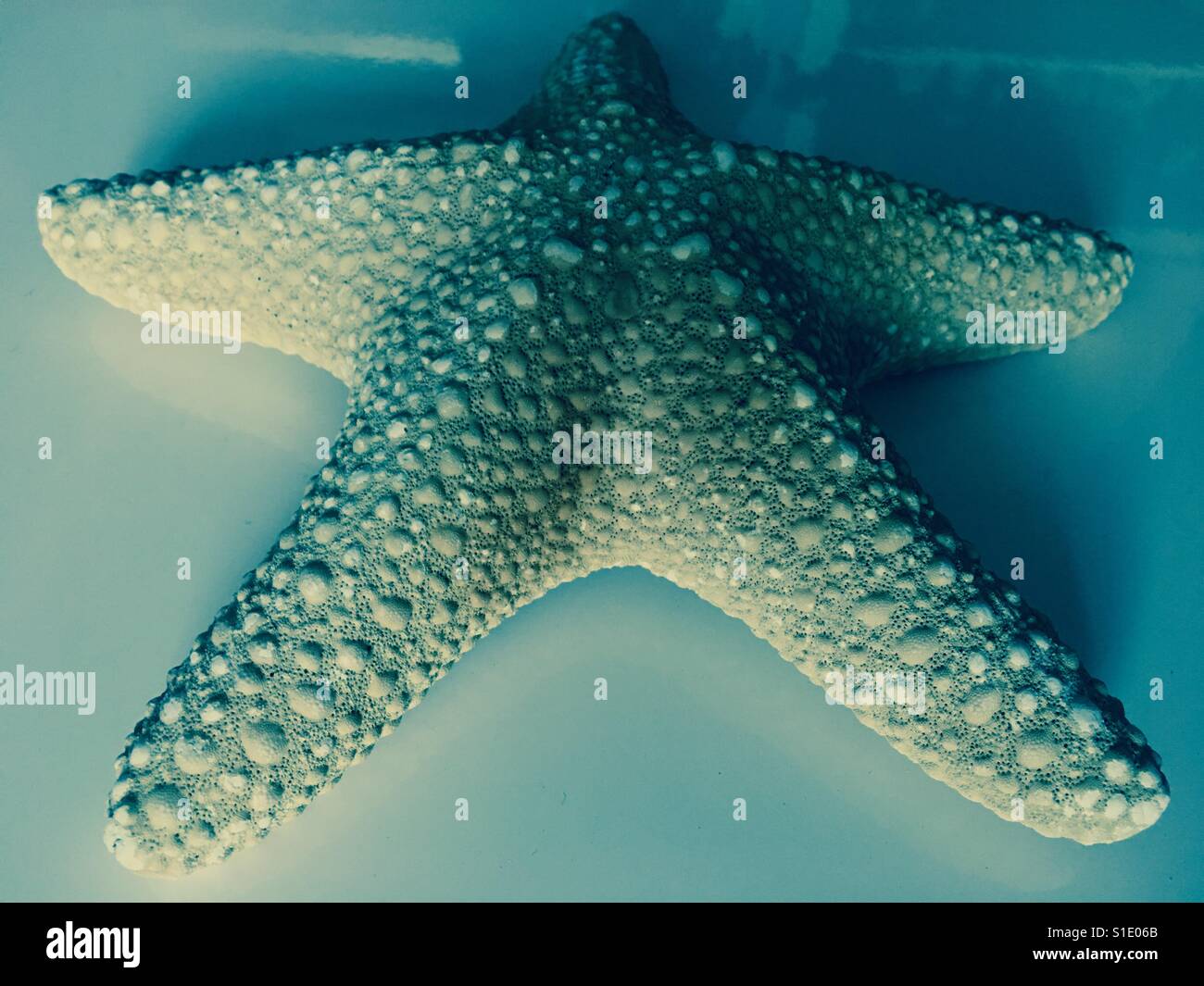 Stella di mare in appoggio Foto Stock