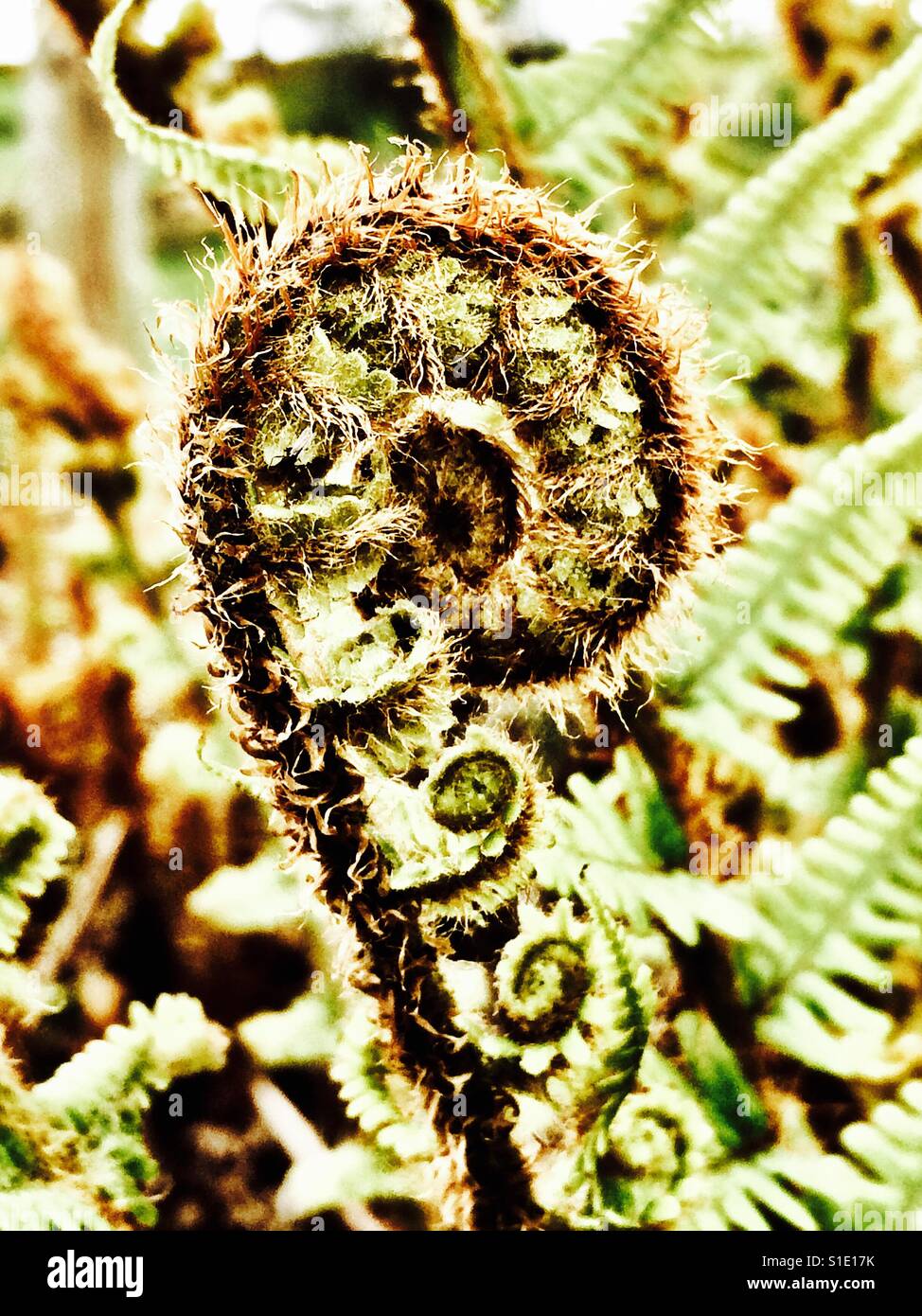 La felce di srotolamento frond nuovo Foto Stock