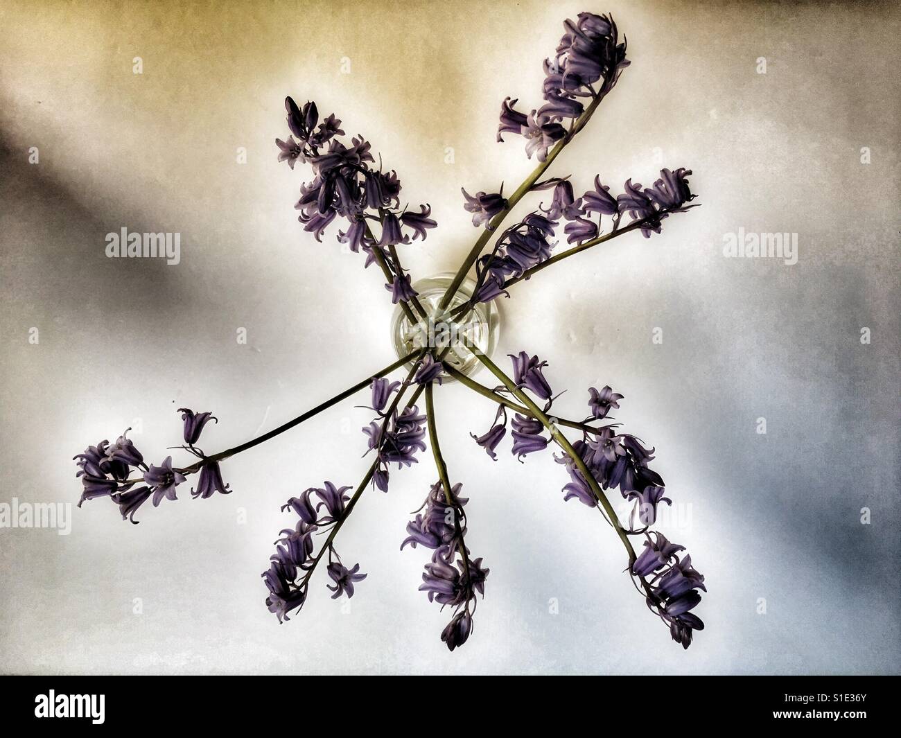 Bluebells comune in vetro del vino Foto Stock