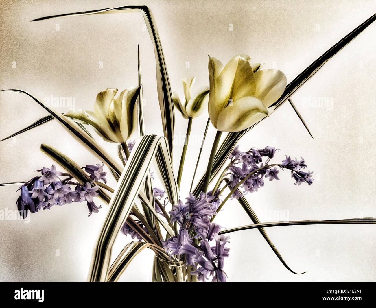 Bluebells comune con i tulipani e le gigantesche canne - Immagine stock catturata con smartphone