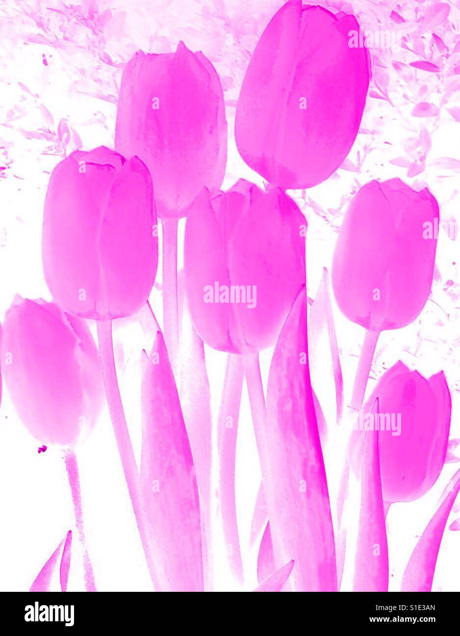 Non la tua nonna tulipani, monocromatica, pallido rosa caldo,attraverso Foto Stock