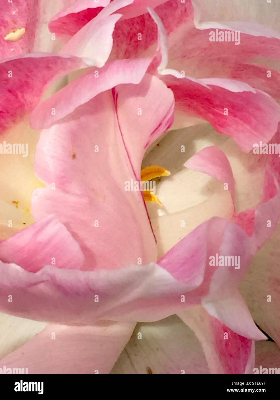 Fiore rosa un ibrido tulip in un giardino di primavera. - Immagine stock catturata con smartphone