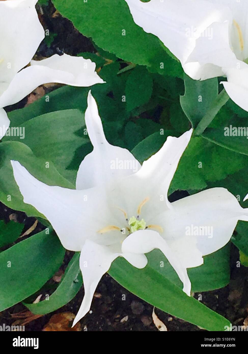 Tulip flower petali di colore bianco e foglie verdi in un giardino di primavera. - Immagine stock catturata con smartphone