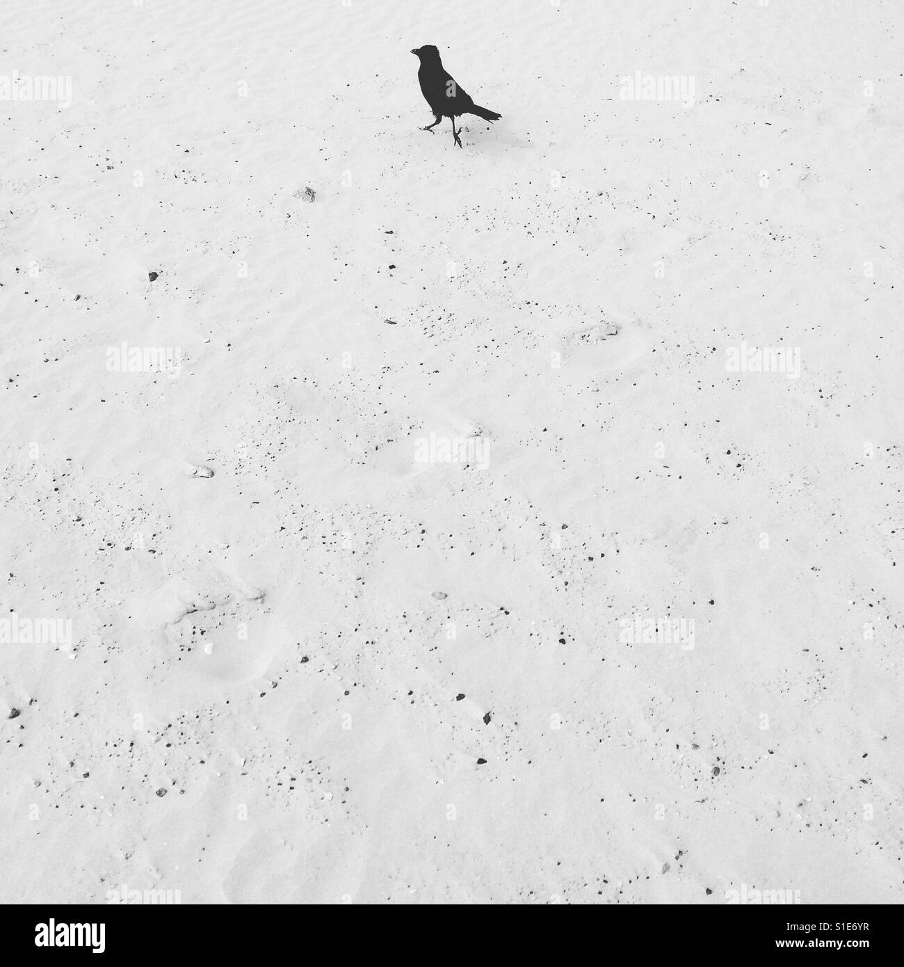 Crow - Immagine stock catturata con smartphone