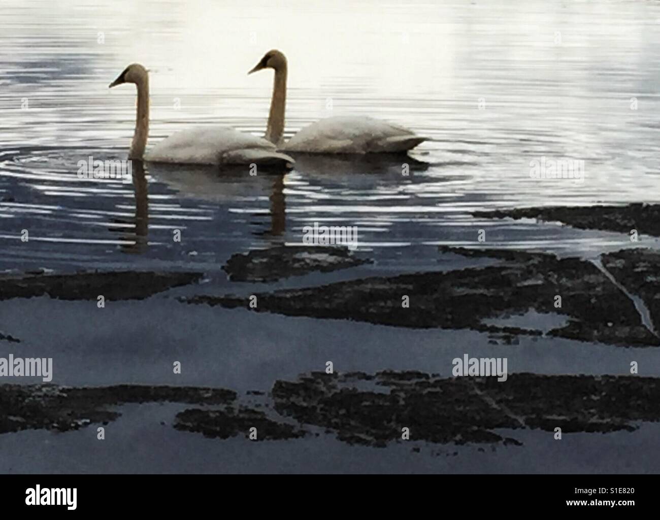 Coppia cigni nuoto sul lago ghiacciato Foto Stock