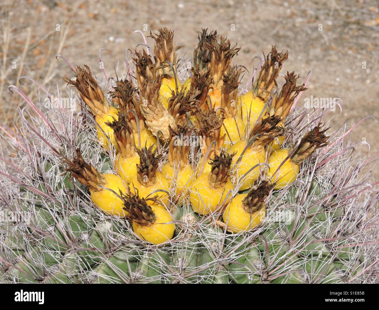 Cactus giallo Foto Stock
