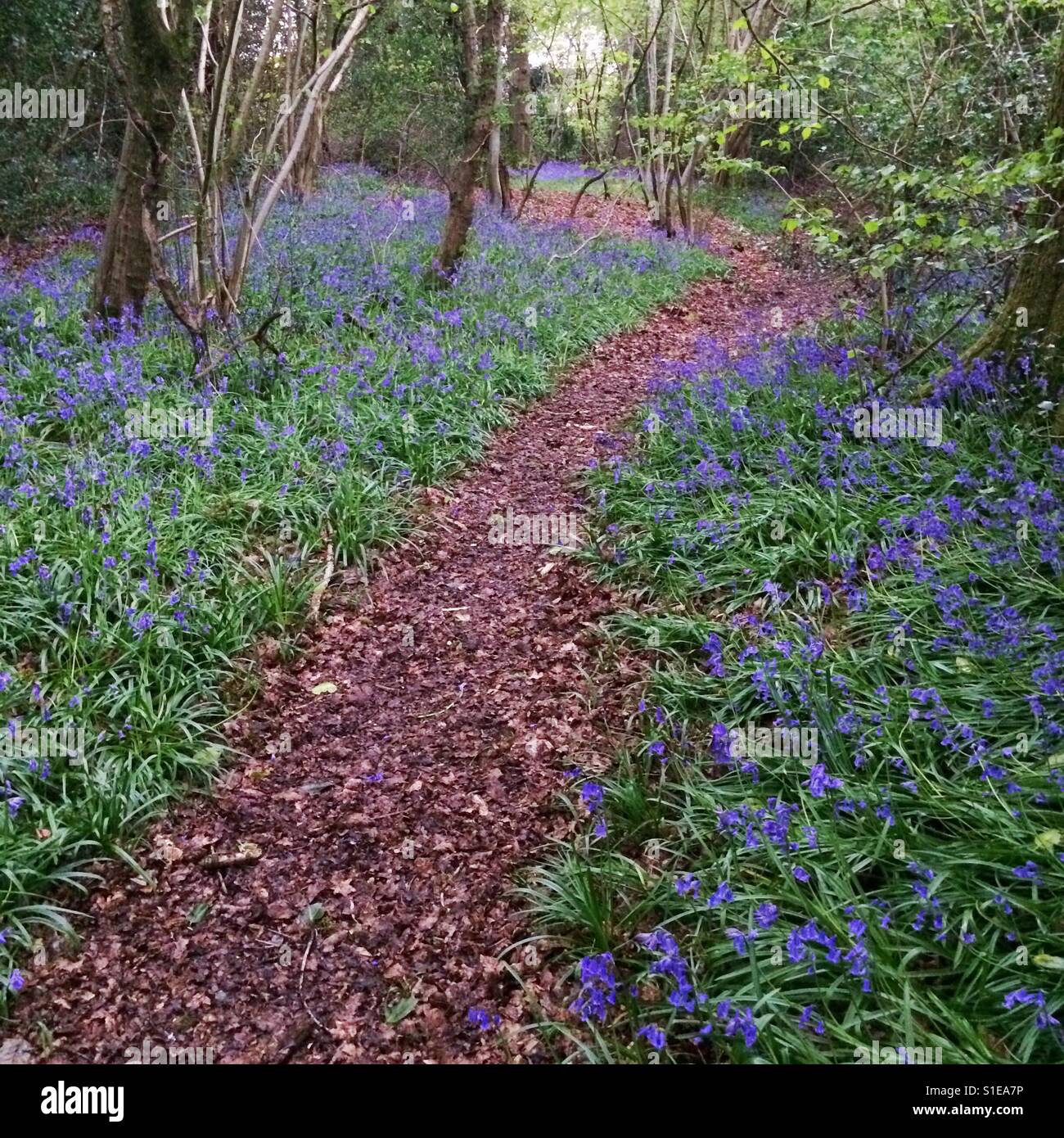 Bluebell fiori nel bosco , Medstead, Alton, HAMPSHIRE. - Immagine stock catturata con smartphone
