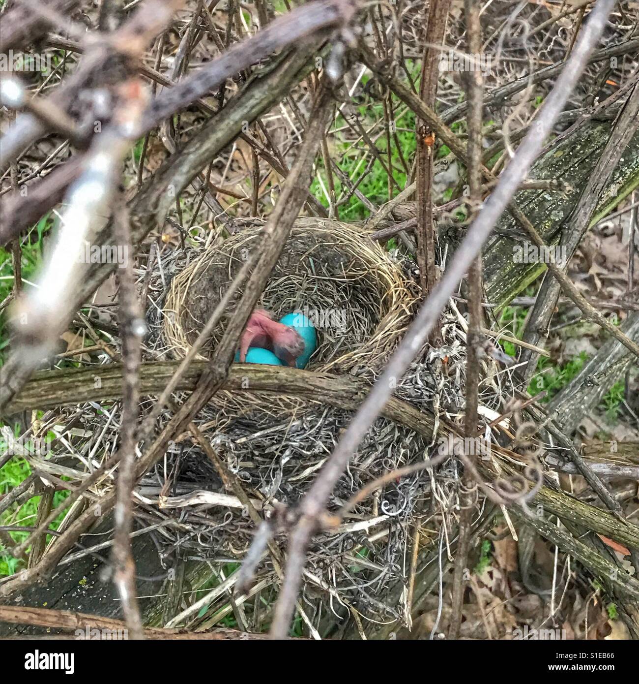 Un Robin's Nest macchiato con due uova blu e uno di recente baby tratteggiata Foto Stock