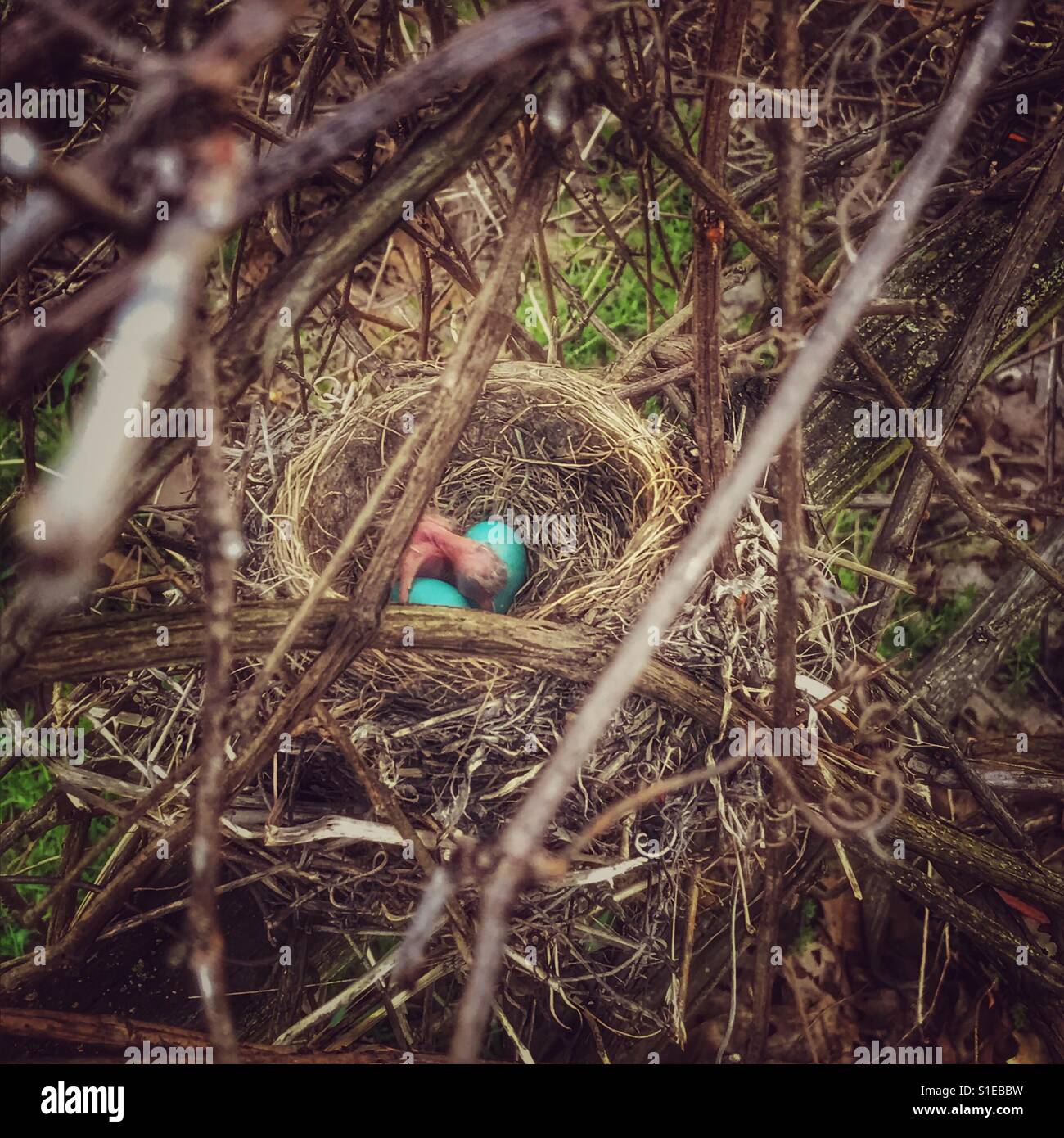 Robin's nido con due uova e un bambino uccello Foto Stock