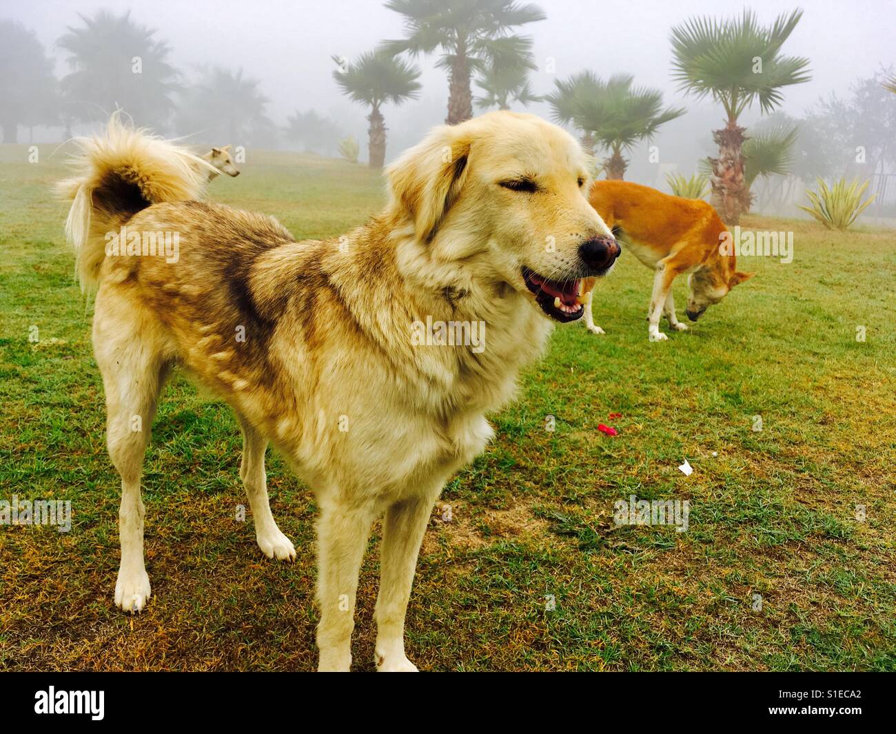 Nebbioso giorno, i cani sono agghiaccianti. Foto Stock