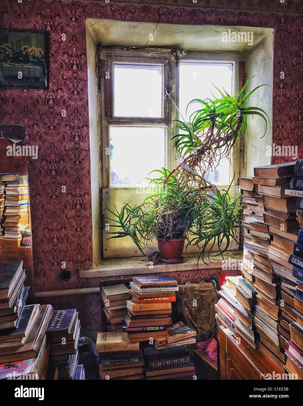 Stanza piena di libri antichi e una pentola grande con fiore sulla finestra Foto Stock