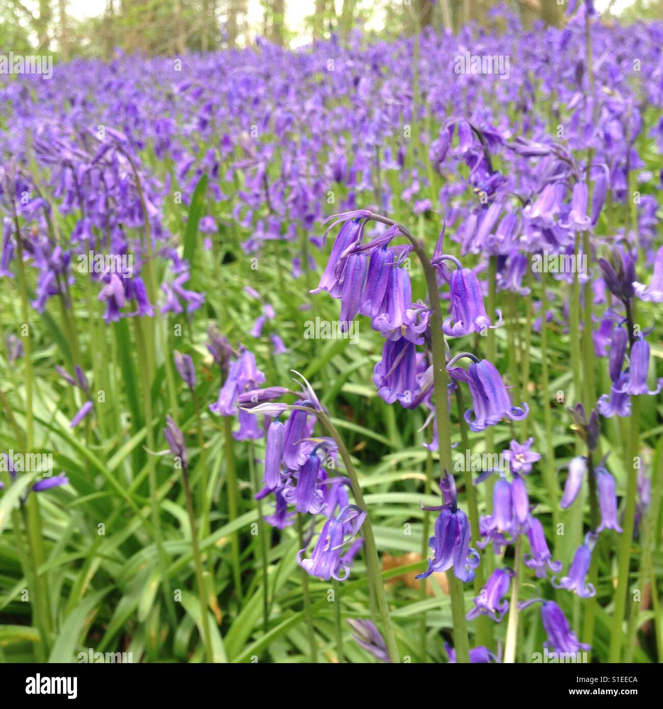 Bluebells nei boschi - Immagine stock catturata con smartphone