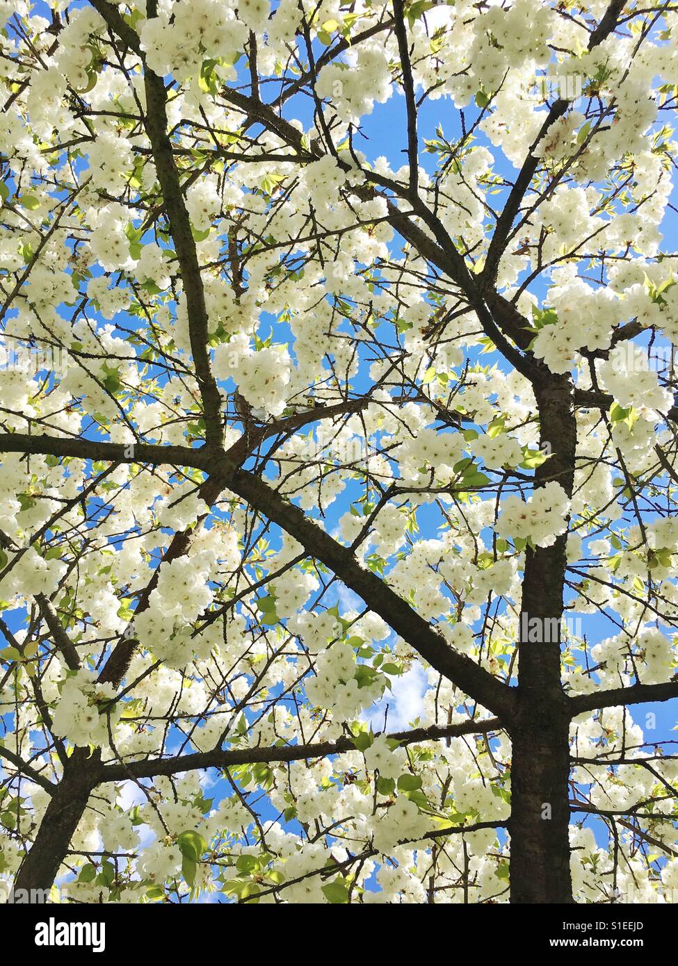 La ricerca di un fiore di ciliegio albero - Immagine stock catturata con smartphone