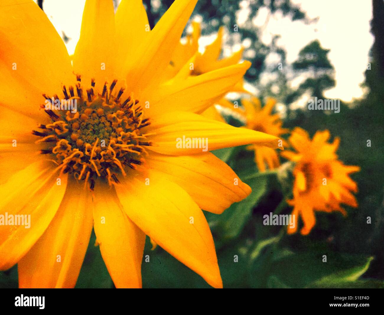 Close up di luminoso giallo girasole a molla. Foto Stock