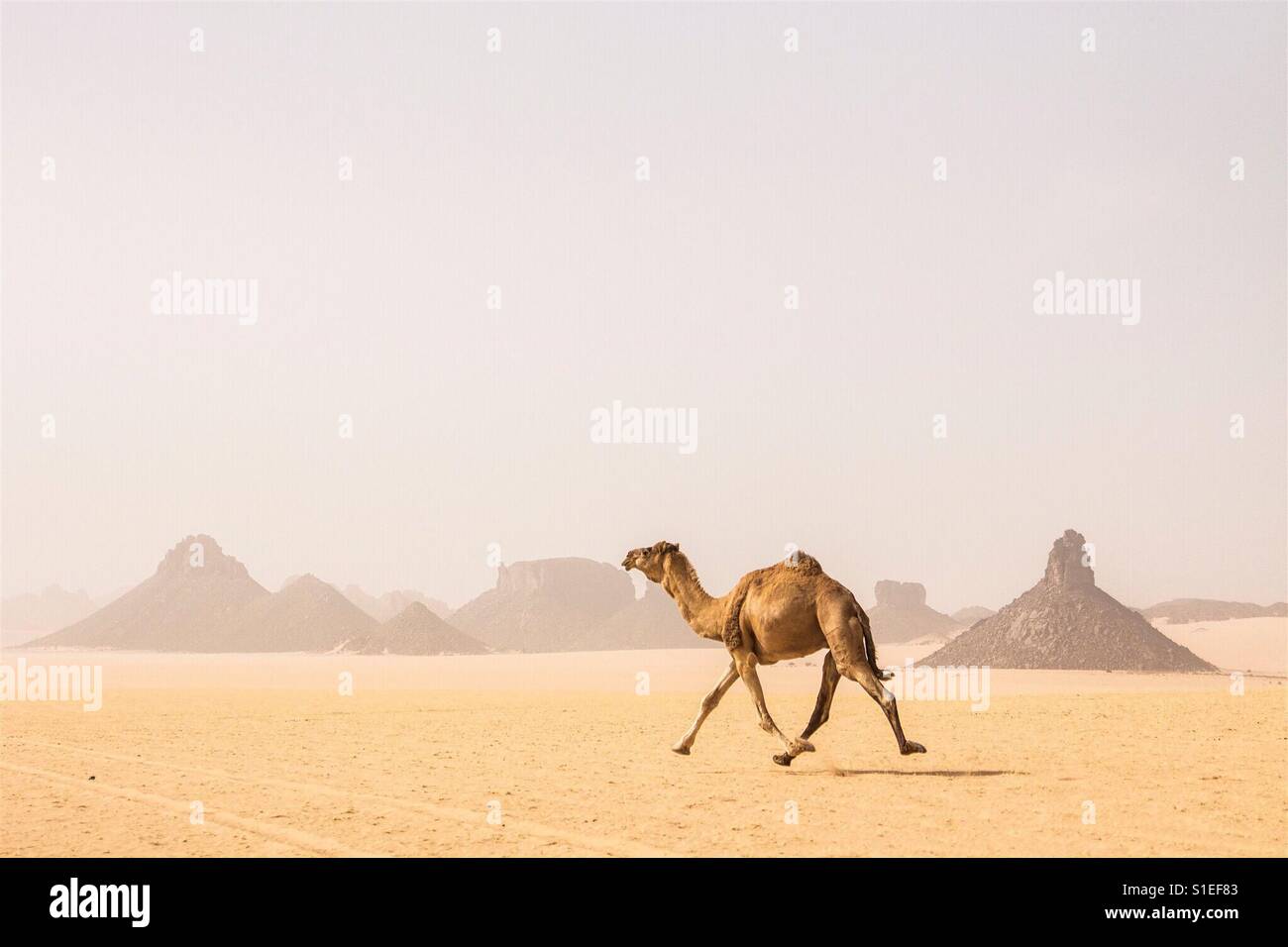 Esecuzione del cammello nel deserto del Sahara Foto Stock