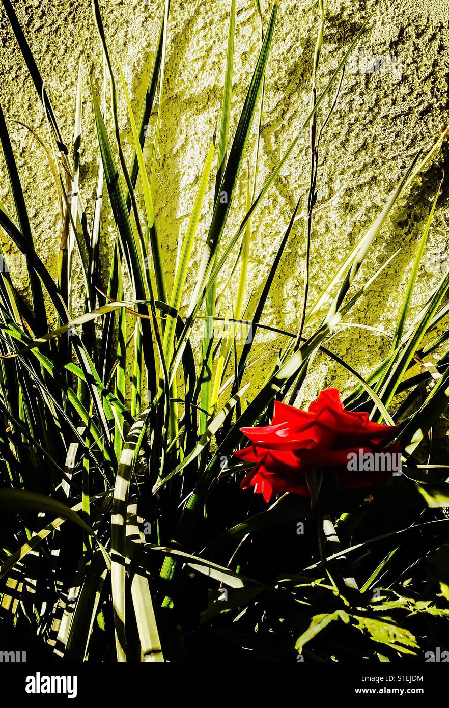 Red Rose tutto solo in giardino Foto Stock