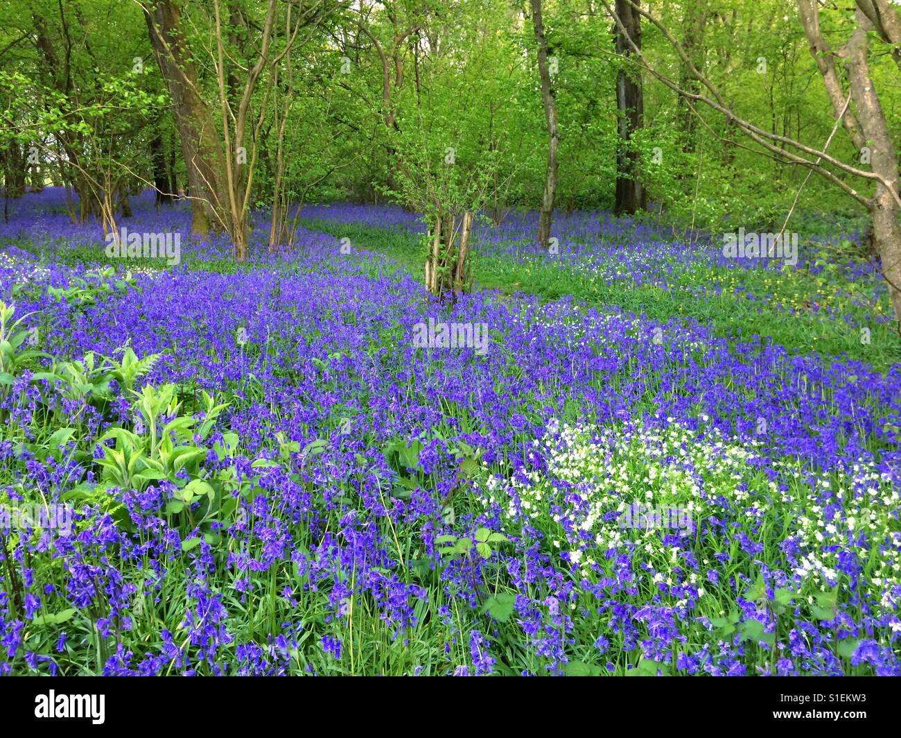 Tappeto di fiori bluebell nel bosco , Medstead, Hampshire, Inghilterra, Regno Unito. - Immagine stock catturata con smartphone