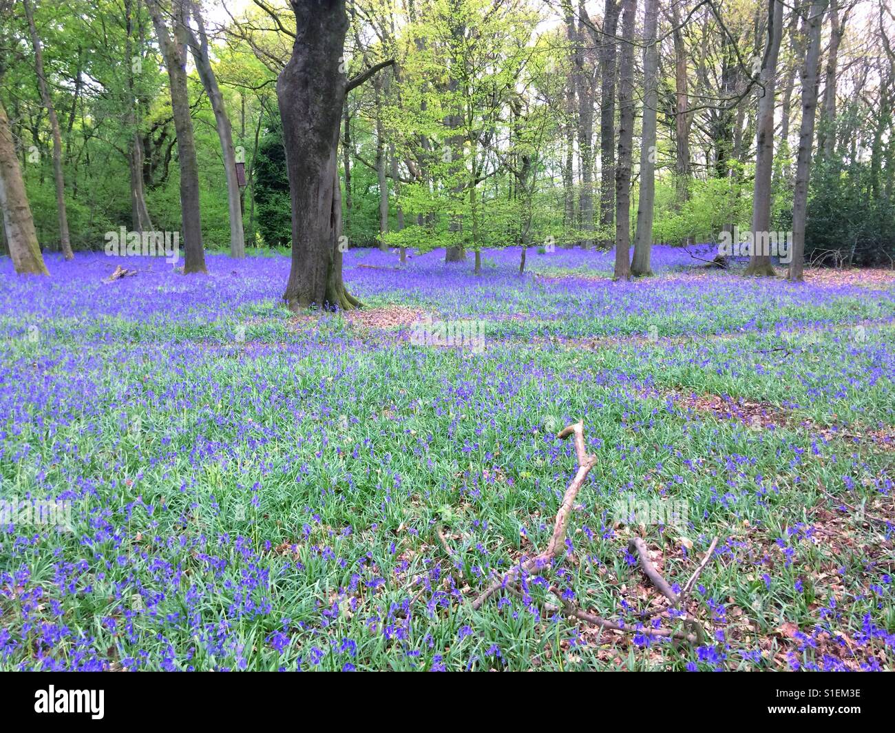Bluebell fiori, Medstead, Hampshire, Inghilterra, Regno Unito. - Immagine stock catturata con smartphone