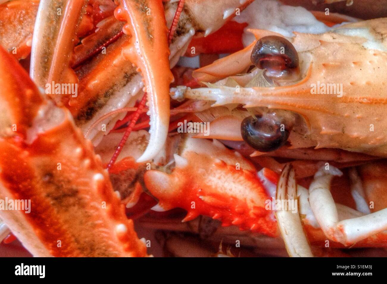 Scampi Foto Stock