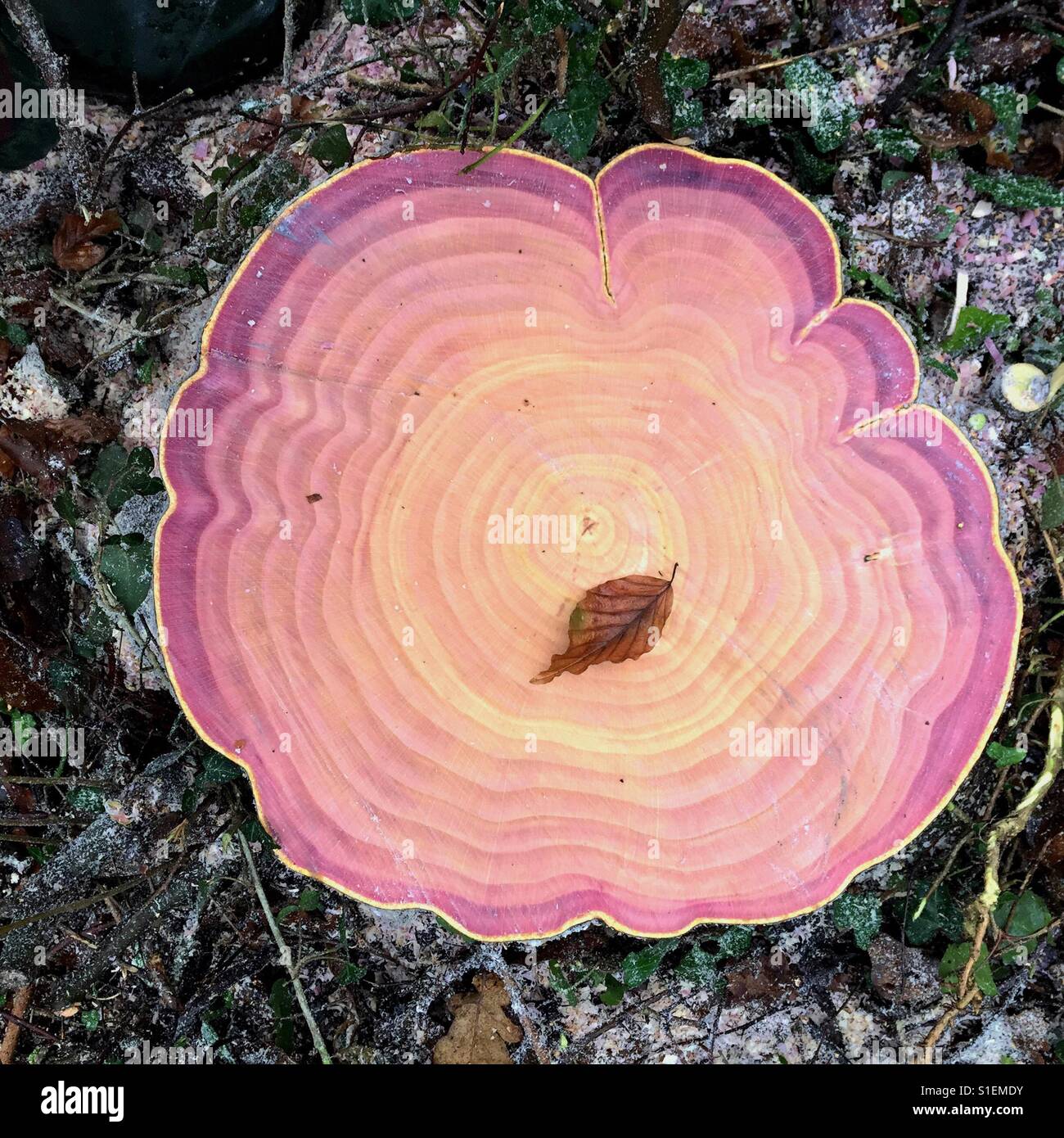 Rame moncone di faggio, colori naturali Foto Stock