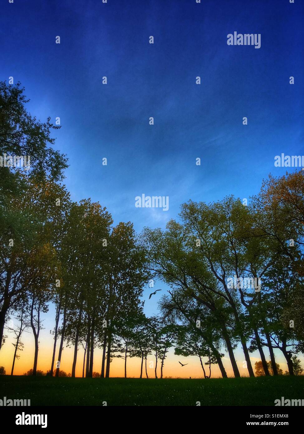 I gabbiani volare attraverso gli alberi all'alba Foto Stock