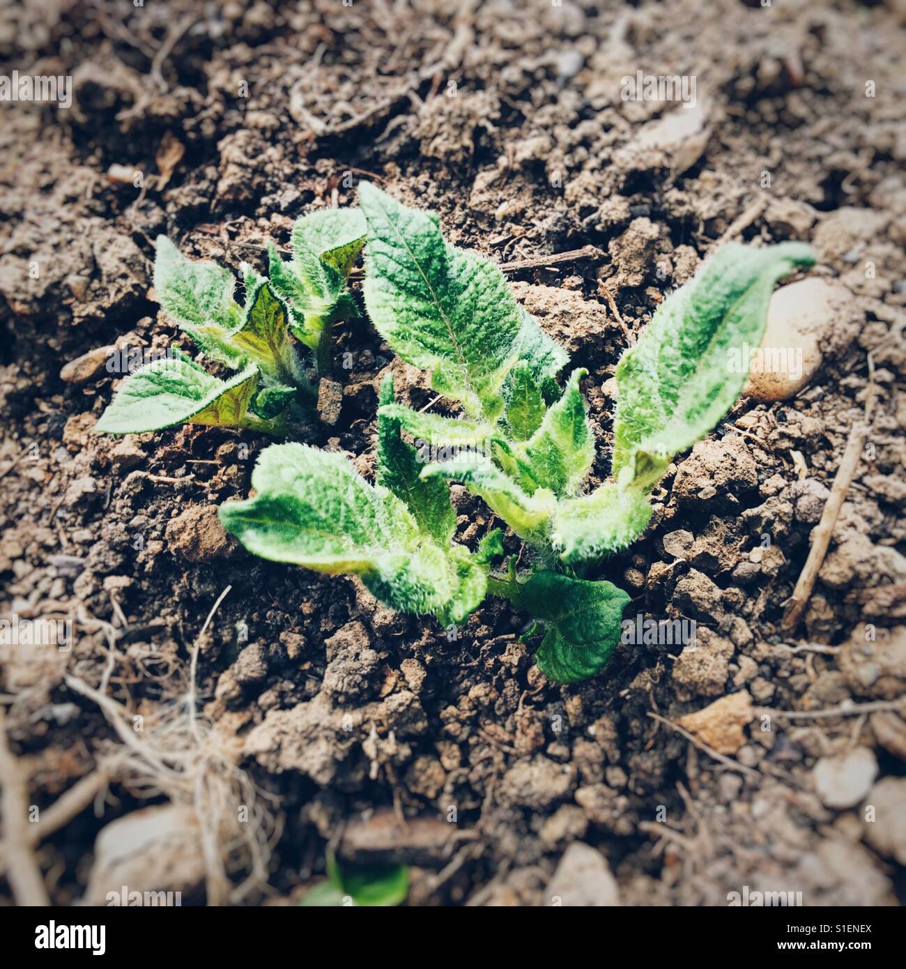 Pianta di patata germinazione in primavera, Hampshire, Inghilterra, Regno Unito. - Immagine stock catturata con smartphone