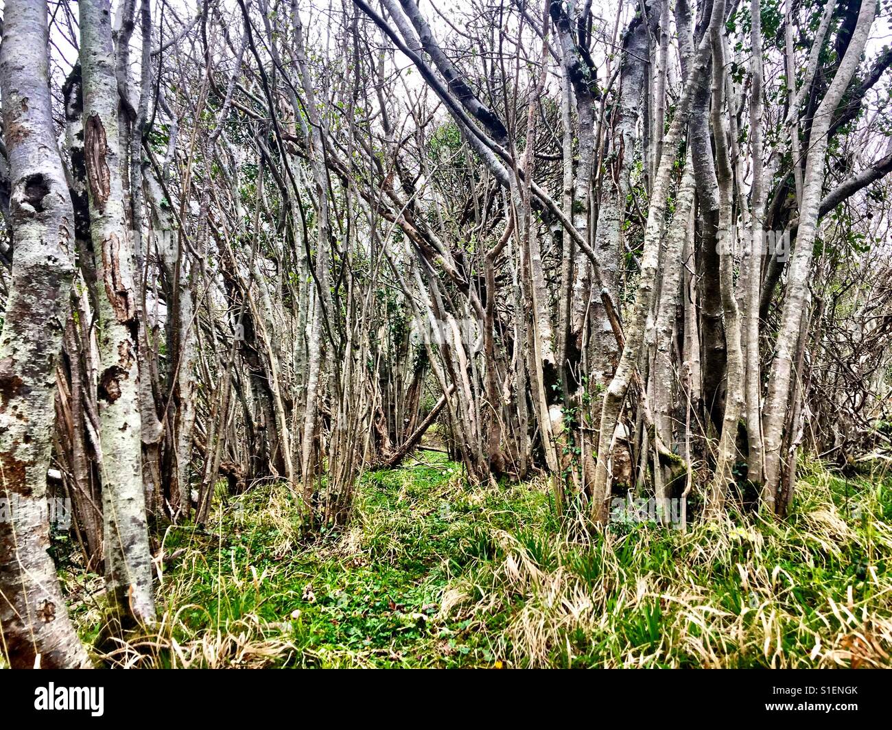 Magica foresta irlandese , nella contea di Cork Foto Stock