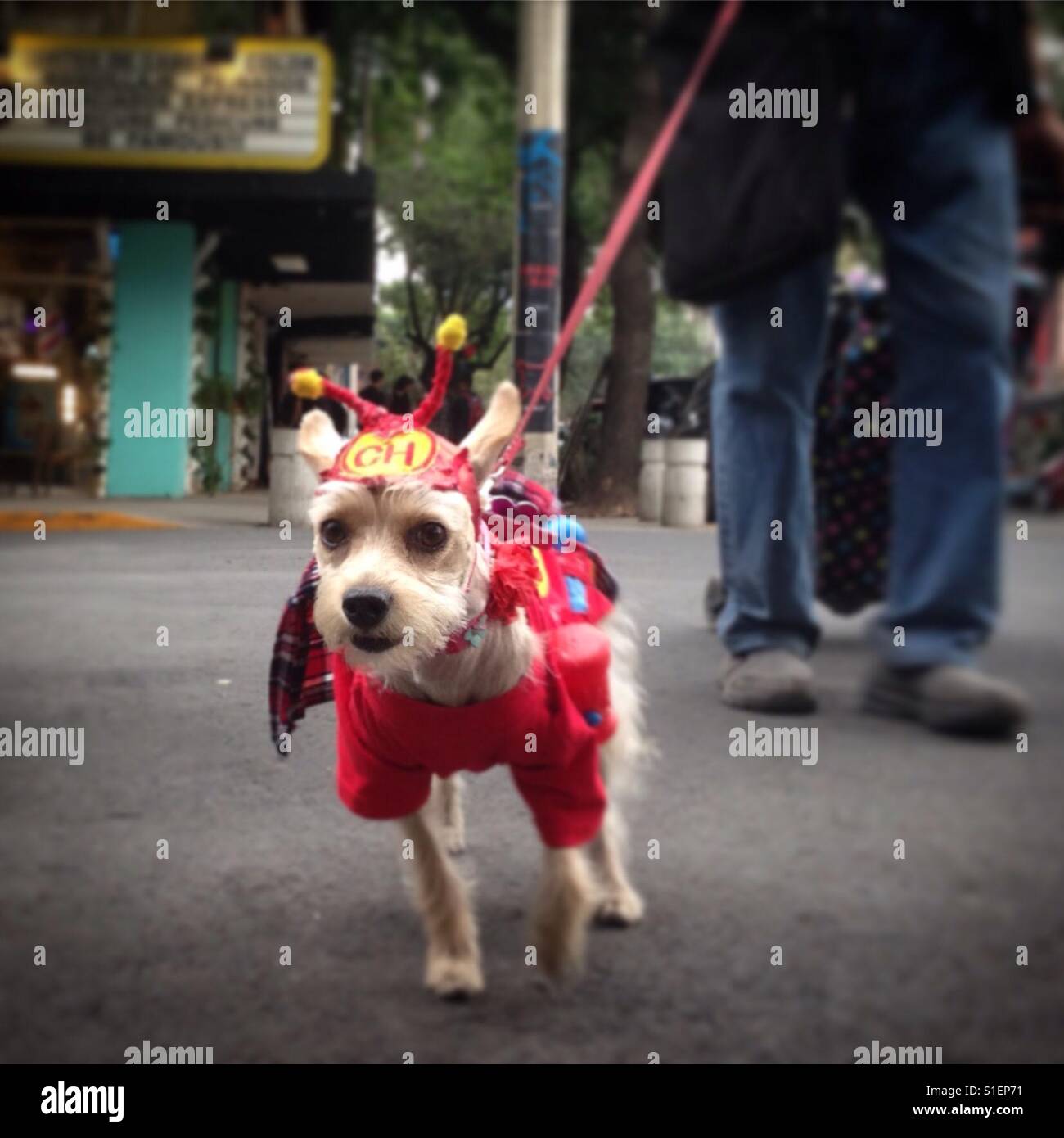 Un cane vestito come il personaggio TV Chapulin Colorado (rosso Grasshopper) è camminato su un guinzaglio attraverso Città del Messico. Foto Stock
