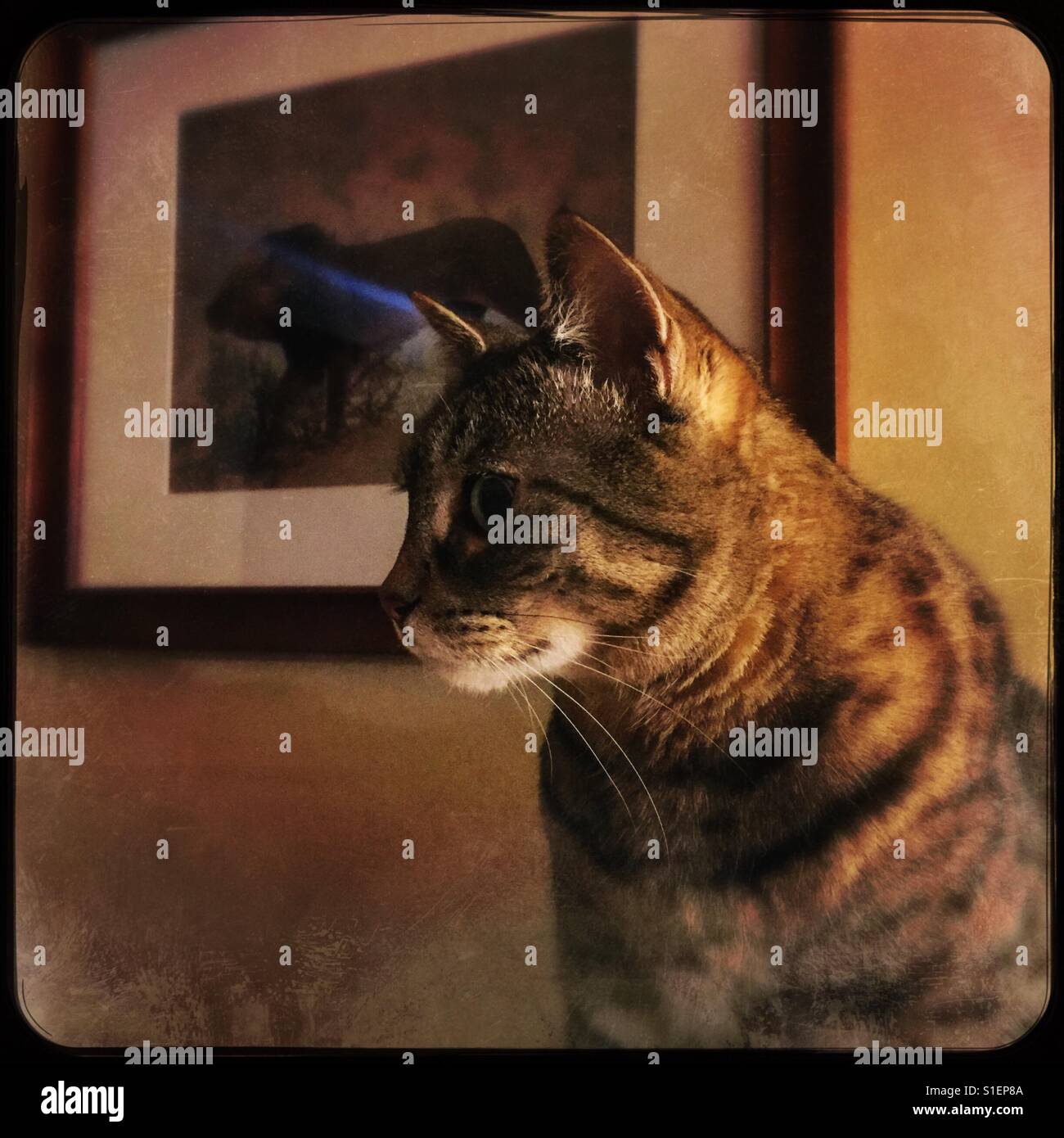Il mio gatto selvatico Foto Stock