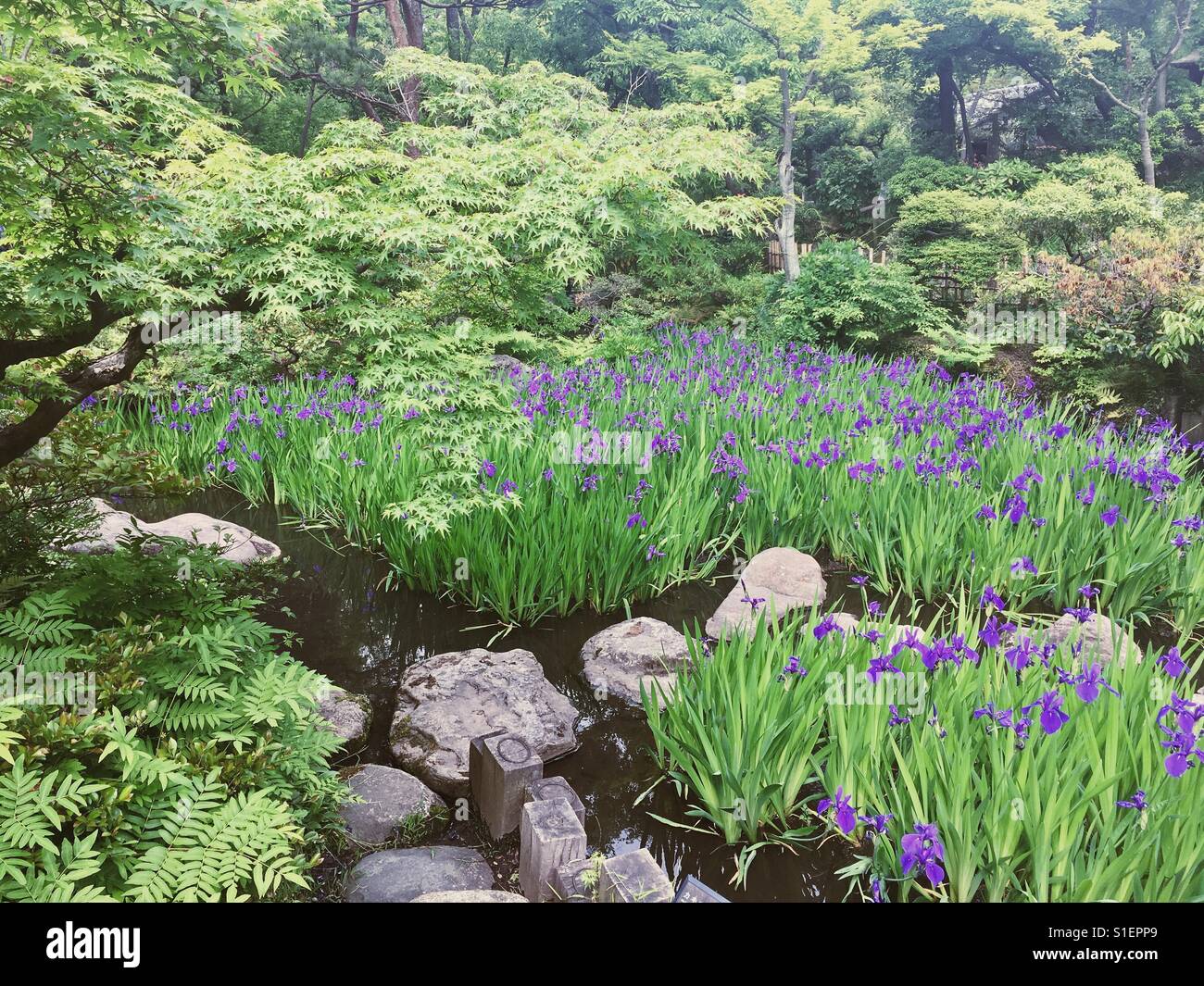 Bella iridi in Giappone Foto Stock