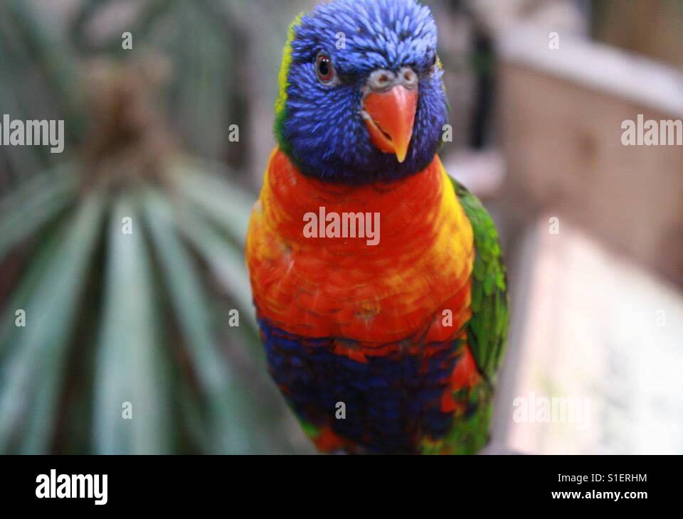 West Midlands Safari Park Regno Unito - Immagine stock catturata con smartphone